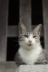 寺ねこ。