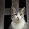 寺ねこ。