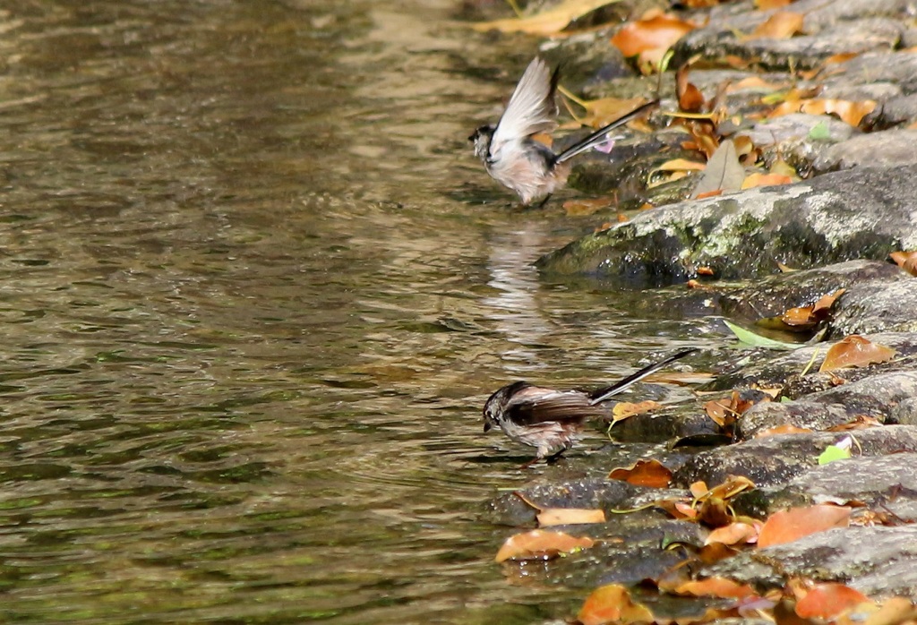 エナガの水浴び
