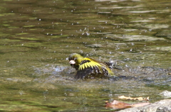 水泳