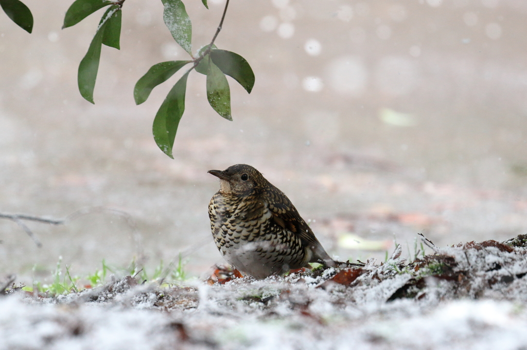 雪の中…