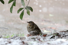 雪の中…