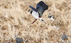 飛んでも可愛い瞳