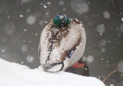 マガモに雪積もる