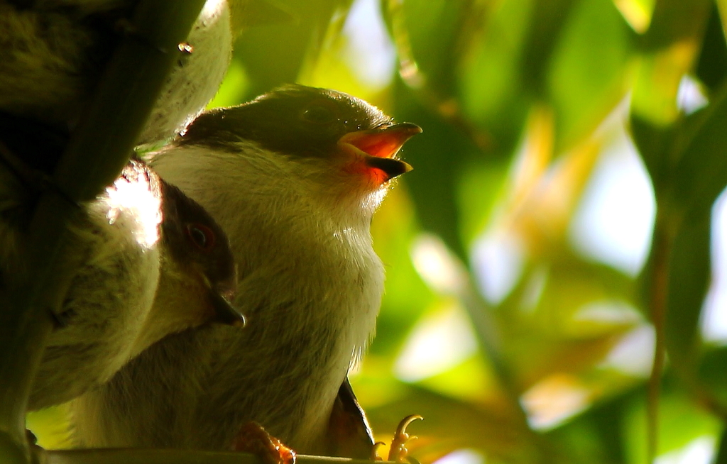 ちょうだ～い！