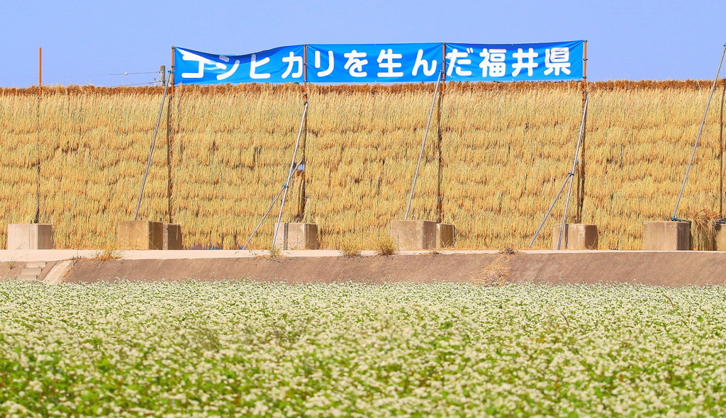 はさば