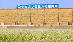 はさば