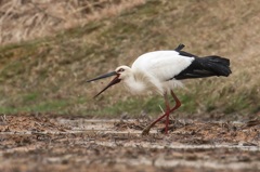 コウノトリのパックン