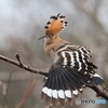ヤツガシラ④