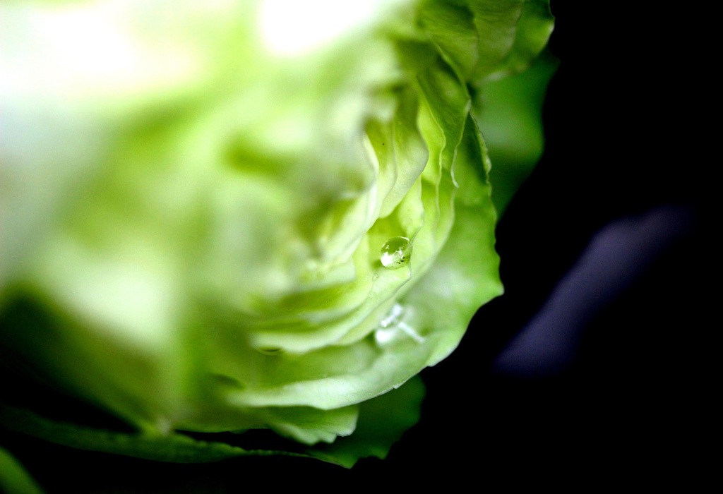 薔薇のお庭…レタス？