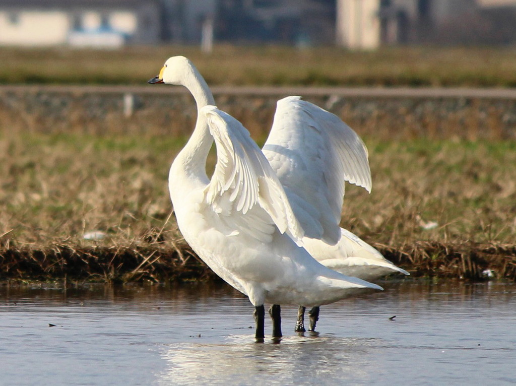 白鳥の湖