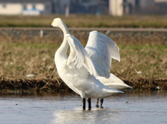 白鳥の湖
