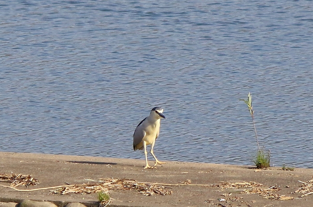 足の長いペンギン