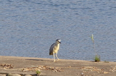 足の長いペンギン