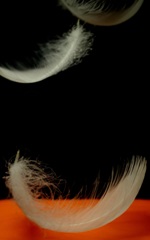 天使の羽