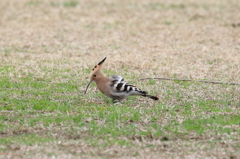 ヤツガシラ、初見初撮り