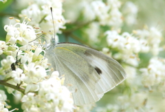 花に埋もれる