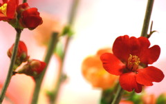 ボケの花