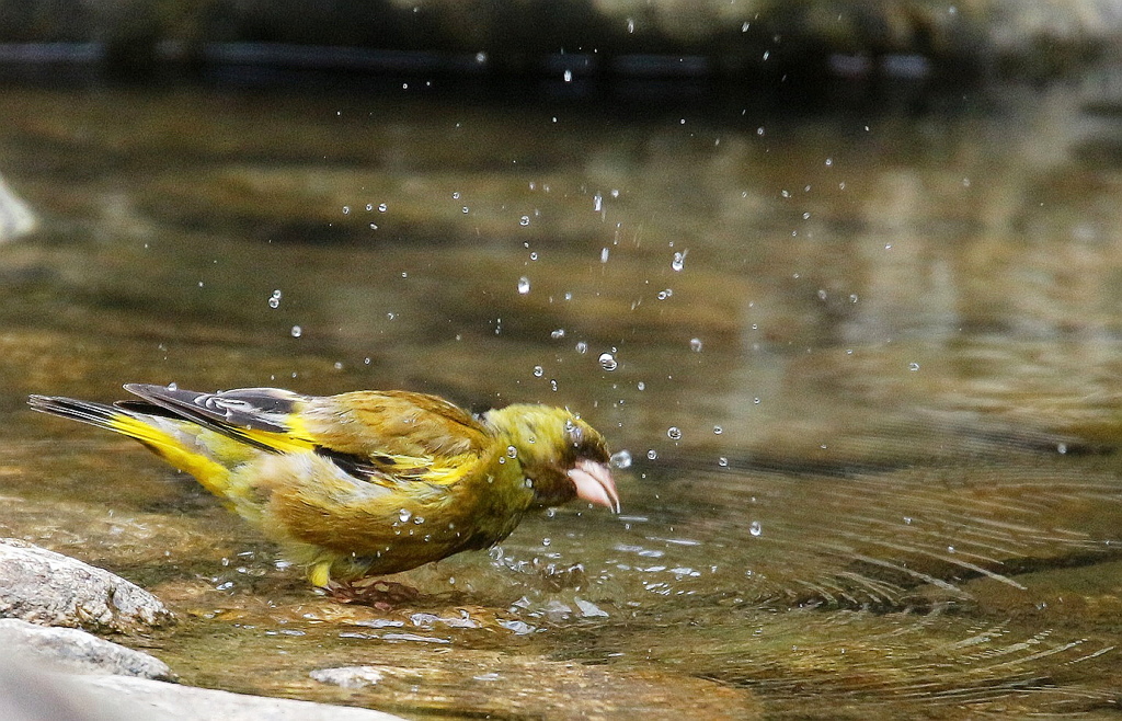 気持ちイイっす