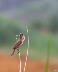 オオヨシキリ