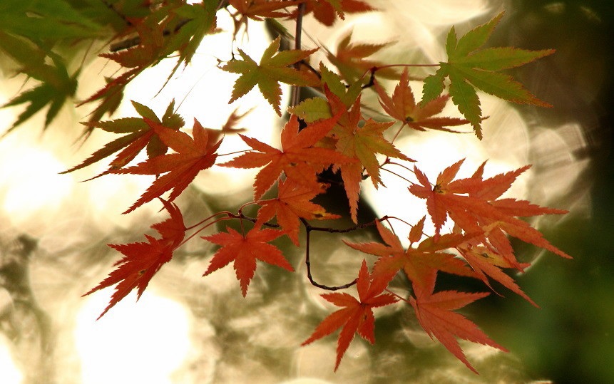 万華紅葉