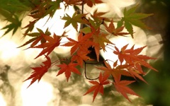 万華紅葉
