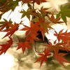 万華紅葉