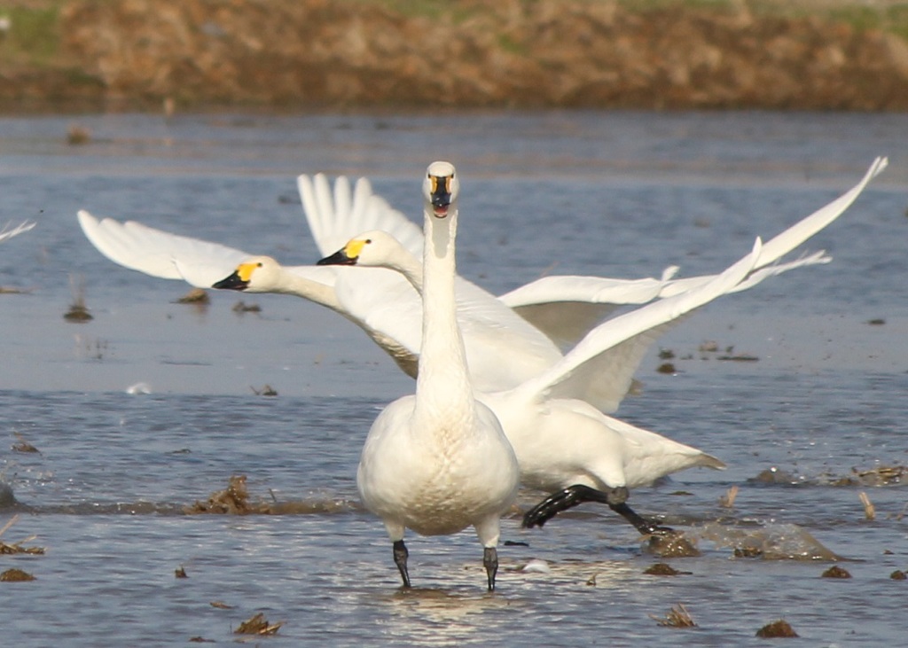 センター獲得♪