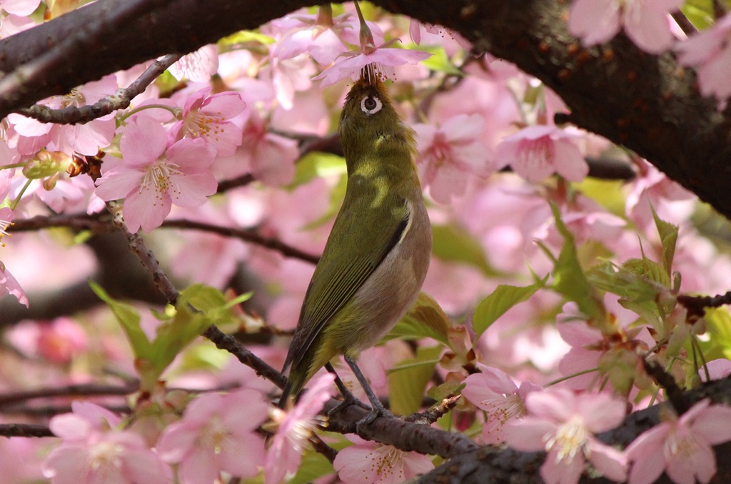 背伸び