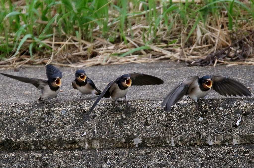 ツバメ、頂戴編