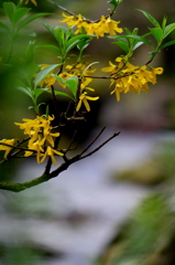 芽吹き