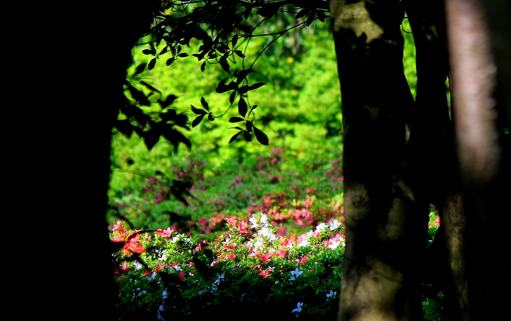 秘密の花園