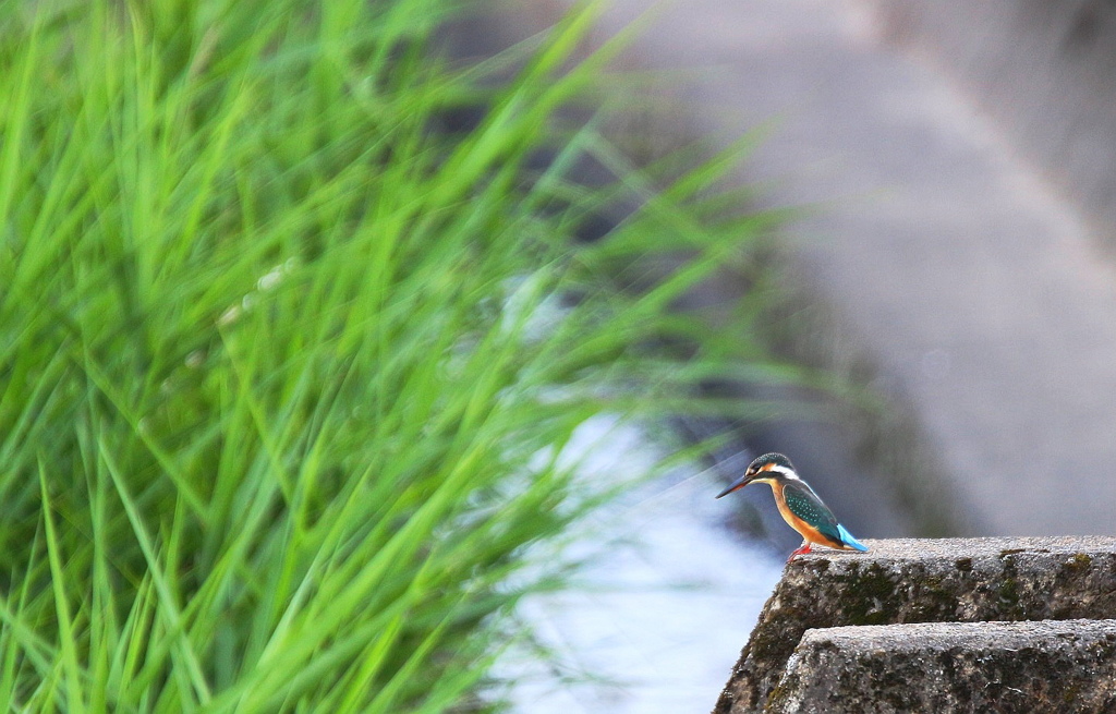 勇気を出して飛べ！