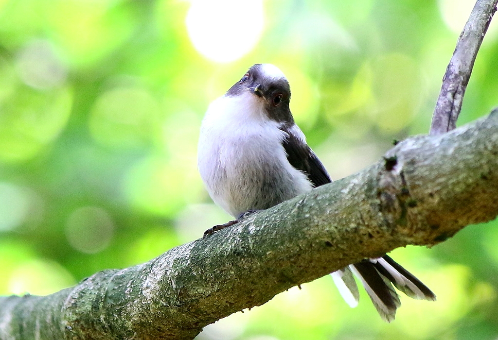 エナガ「ん？」