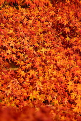 紅葉柄