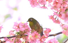 祝！初メジロ
