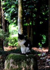 捨て猫
