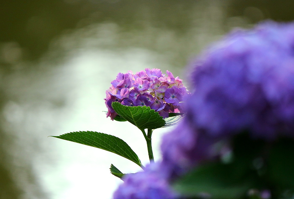 紫陽花