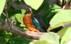 鳩？