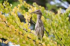 木登りササゴイ