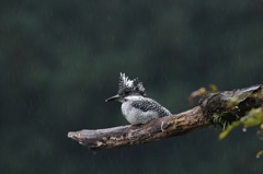 冷たい雨の中