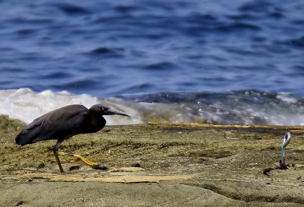 食べ物ではありません