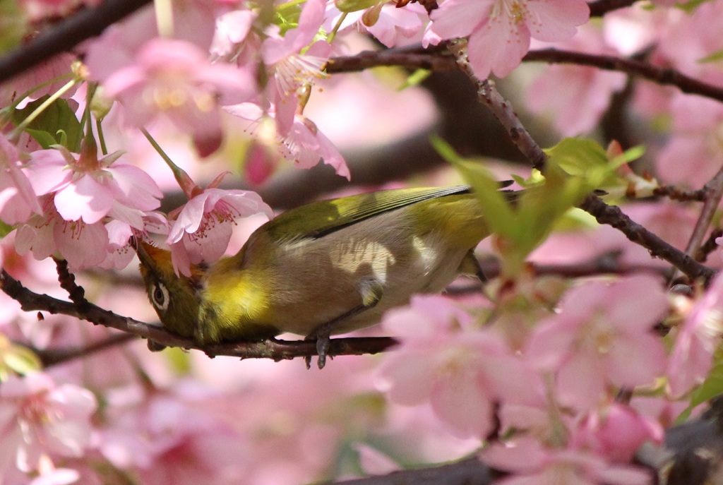 花より団子