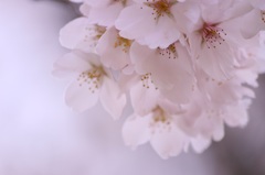 桜の精霊②