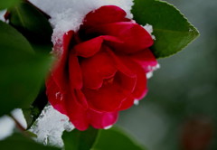 雪積もる山茶花