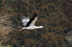 コウノトリが飛んだ！