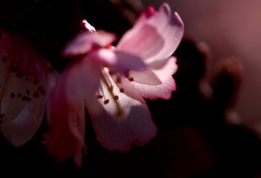 冬桜
