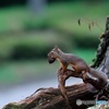 ニホンリス①