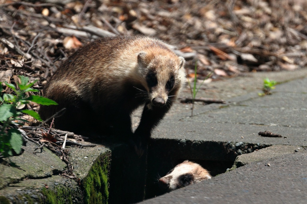 アナグマ発見！