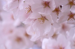 桜の精霊①